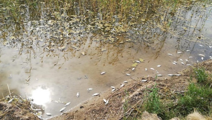 замор рыб на озере Тулумбай